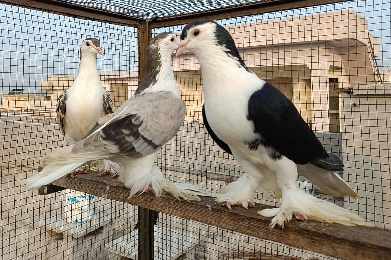 Silver Sherazi,Grey Sherazi, Black N Fawn Sherazi breeders 1