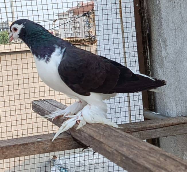 Silver Sherazi,Grey Sherazi, Black N Fawn Sherazi breeders 3