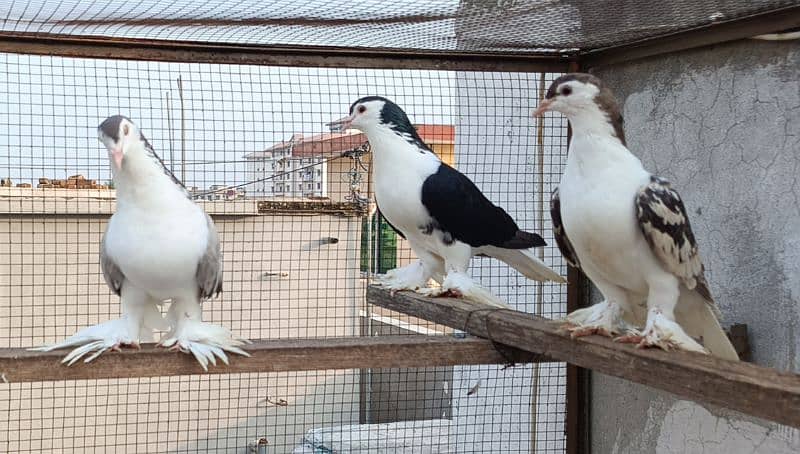 Silver Sherazi,Grey Sherazi, Black N Fawn Sherazi breeders 5