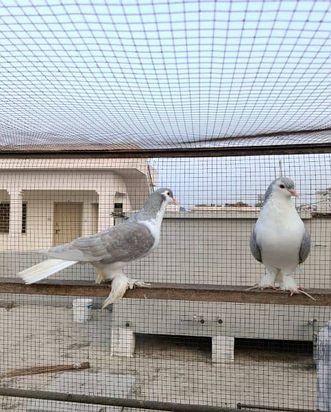 Silver Sherazi,Grey Sherazi, Black N Fawn Sherazi breeders 6