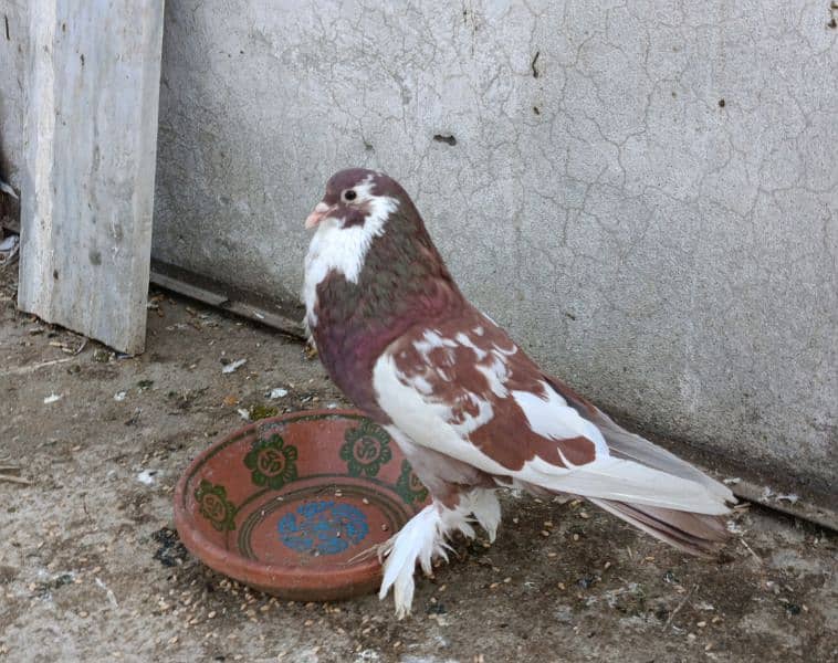 Gubara Pair n Pomerian White female for sale 1