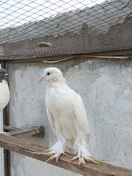 Gubara Pair n Pomerian White female for sale 4