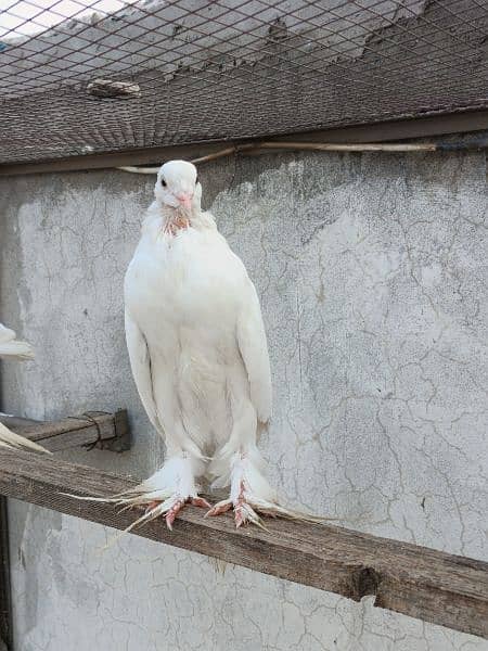 Gubara Pair n Pomerian White female for sale 5