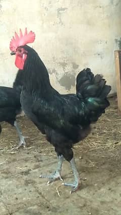 australorp Nar