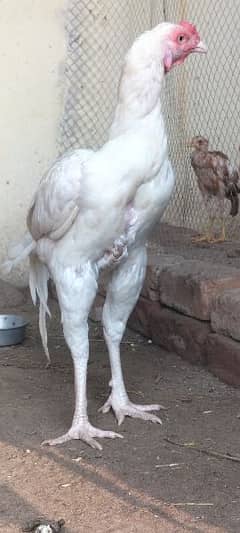 Heera Aseel super marathi breed patha for sale