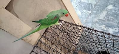 Female Kashmiri Parrot