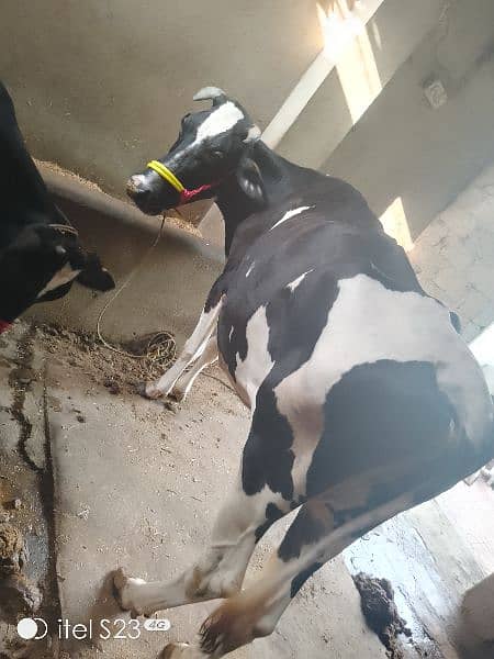 Cow for sale 0