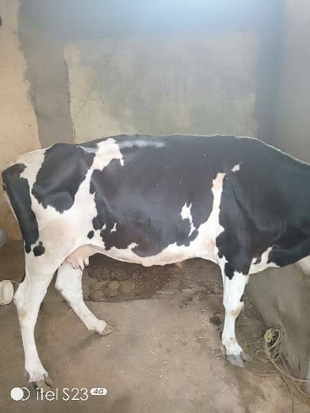 Cow for sale 1