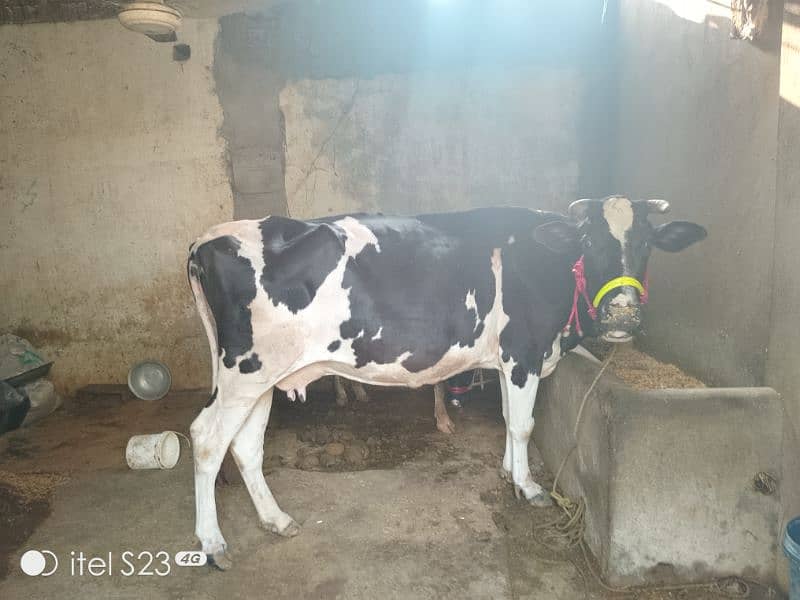 Cow for sale 2