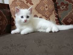 cute Persian kitten blue eyes