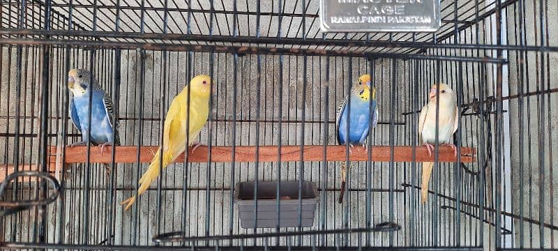 Only Male Budgies 0