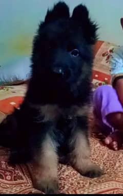 German Shepherd puppy for sale