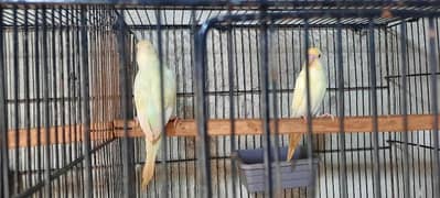 Creamino Budgies Pair