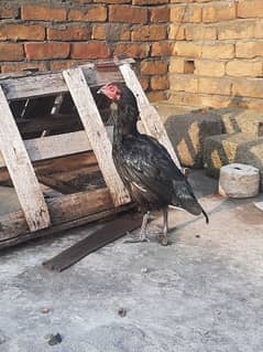 Black aseel hen for sale age 1 year
