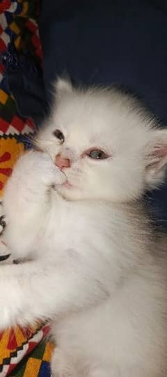 Persian Kitten Available