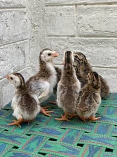 gunia fowl chicks
