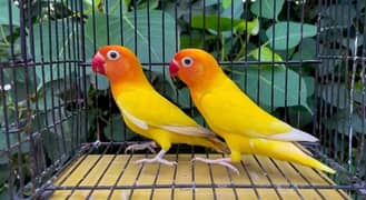 Common lutino/lutino personata/Blue fishri/Albino/love bird/pestelblue