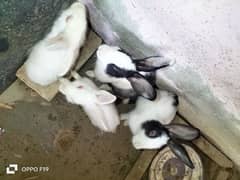 rabbit ghar ke paley huye hein