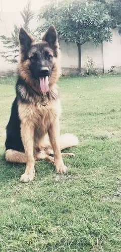 German shepherd male available for sale