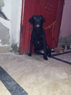 Black Labrador female puppy Good Quality