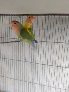 love birds for sale all setup all bredar peir radyy to next breed