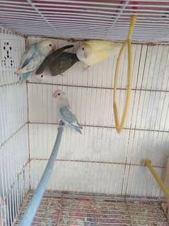 love birds for sale all setup all bredar peir radyy to next breed