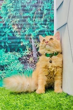 pure persian female with triple coat in ginger colour