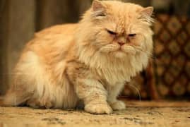 Persian cat / Persian female cat / triple coated / punch face female