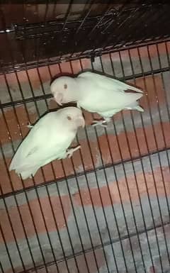 love bird albino red eye