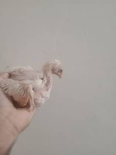 White Heera Aseel chicks