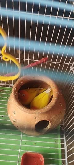 Love birds for sale with cage