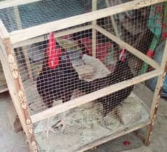 DESI PAIR ( BREEDER MURGHA + EGGS LAYING HEN)