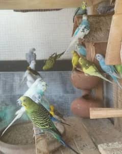 australian parrots