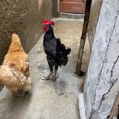 Australorp male