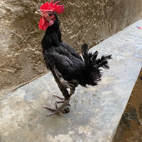 Australorp male 2