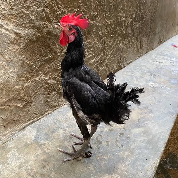 Australorp male 3