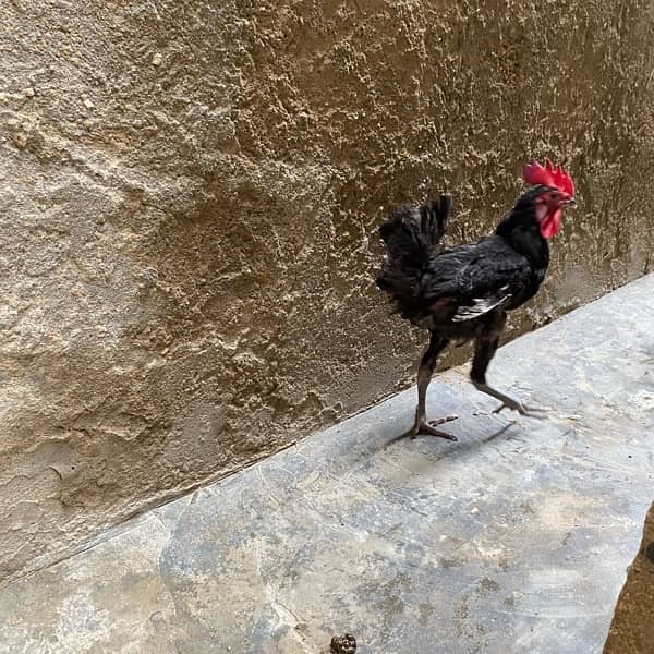 Australorp male 4