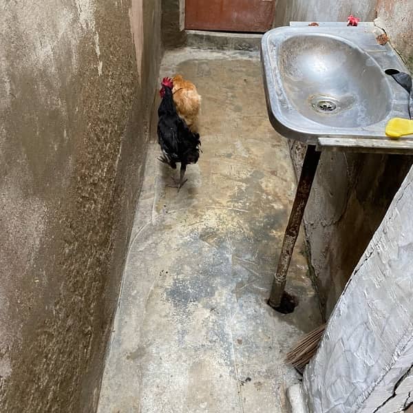 Australorp male 5