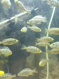 commando cichlid