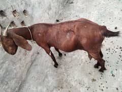 goat 1000 per kg 03284193534 Whatsapp nbr