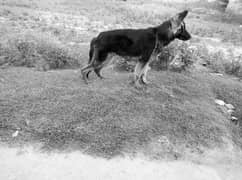 jurman shepherd dog
