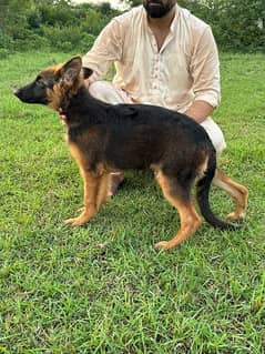 German shepherd female | German shepherd | GSD | dog for sell