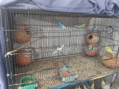 Australian parrots for sale