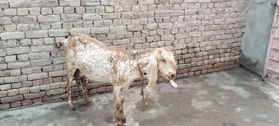 gabbar Bakri for sale WhatsApp number on hai 03274139950)