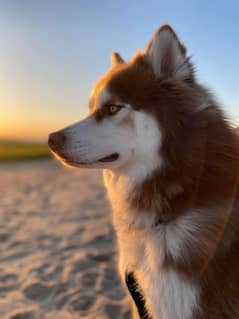 siberian husky