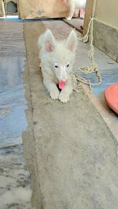 Pink nose male puppy for sale