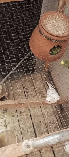 australian parrot 4 pair with cage