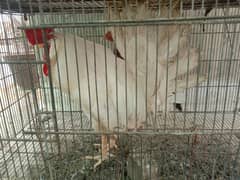 Misri, austrolop, leghorn, aseel mix available