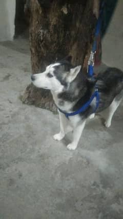 Husky Dog Age 20 month