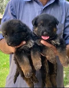 long coat germanshepherd pups